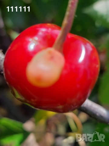 Череша уникат за колекционери и ценители , снимка 14 - Други ценни предмети - 41100414