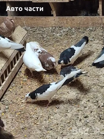 пазарджишки високолетачи със добри постижения , снимка 15 - Гълъби - 49029535