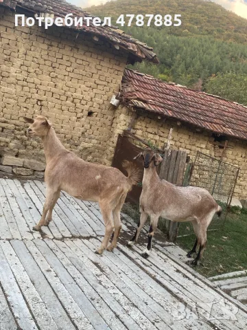 Продавам две кози, снимка 3 - Кози - 56378862
