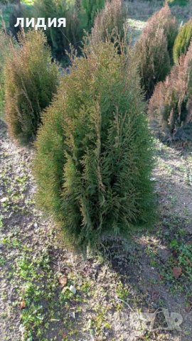 Източна туя , вечнозелена