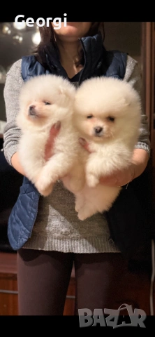 Померан, снимка 2 - Померан - 53422715