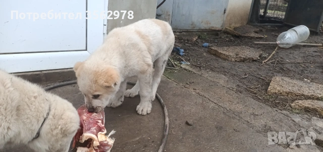 САО Алабай , снимка 4 - Алабай - 53299923