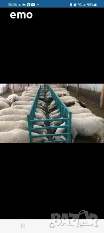 хранилка и капани за овце и кози прамо цена 1000лв, снимка 3 - Овце - 51398582