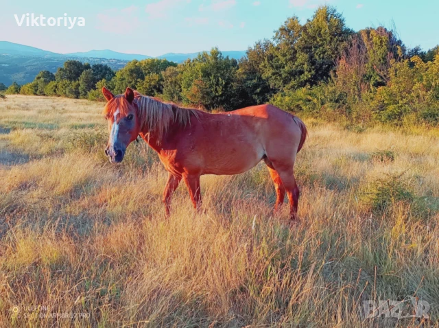 Селскостопански животни, кончета, снимка 8 - Коне - 50977814