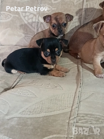 Мини пинчер чихуахуа, снимка 2 - Чихуахуа - 52816462