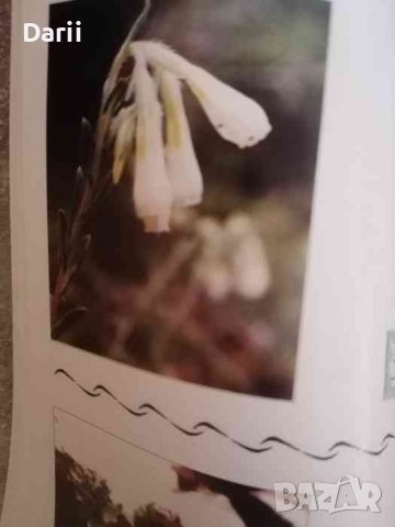 Фотографски определител на защитените растителни видове- Мими Вълкова, Нели Грозева, Юлиан Маринов, снимка 3 - Българска литература - 39863309