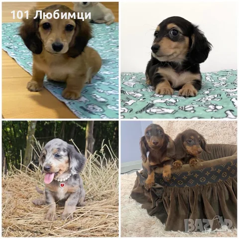Дакели дългокосмести