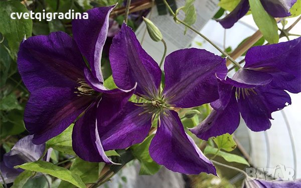 Clematis Jackmanii (Клематис Джакмани), снимка 3 - Градински цветя и растения - 41429009