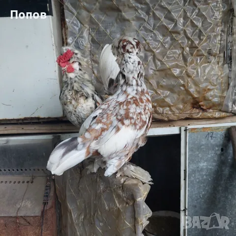 Продавам джинки, снимка 3 - други­ - 52724814