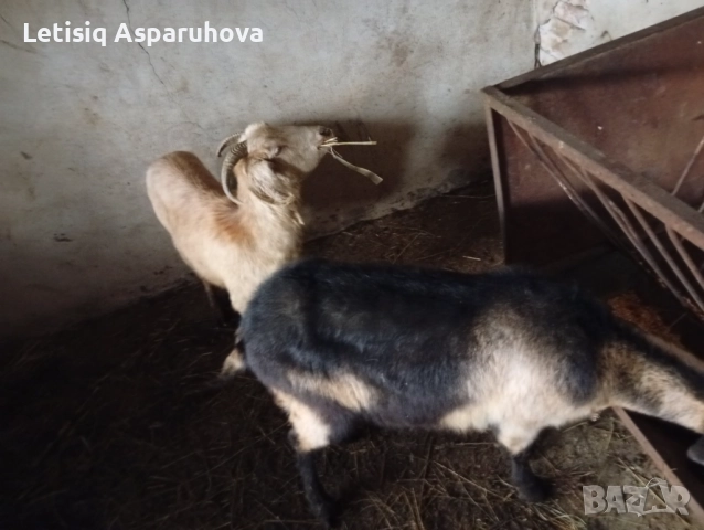 Продавам две козички дзвиски за първи път ще се козата, снимка 6 - Кози - 52826897