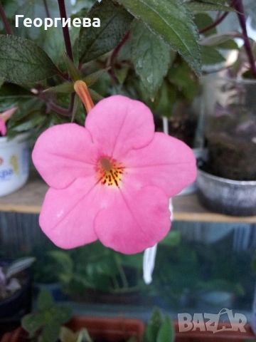 ахименес, снимка 2 - Стайни растения - 53292597