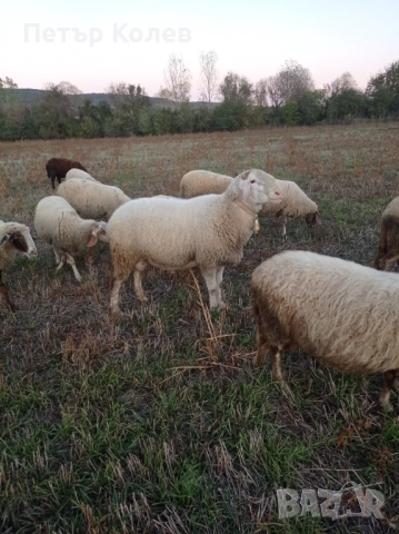 Продавам Коч Асаф, снимка 2 - Овце - 51957563