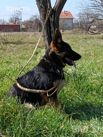 Продавам женска немска овчарка., снимка 5 - Немска овчарка - 53844160