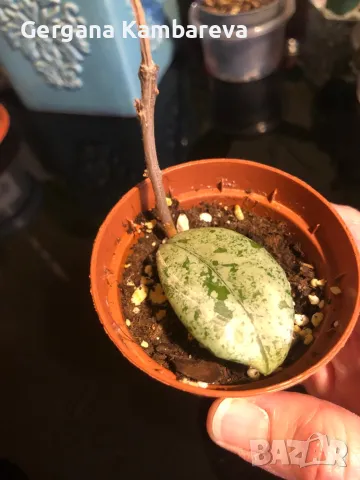 Hoya Wilbur Graves , снимка 2 - Стайни растения - 49470061