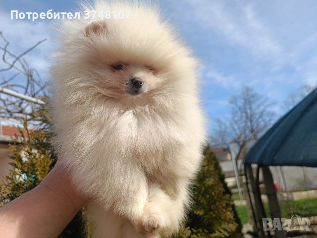 Померан/Померани, снимка 16 - Померан - 52920016