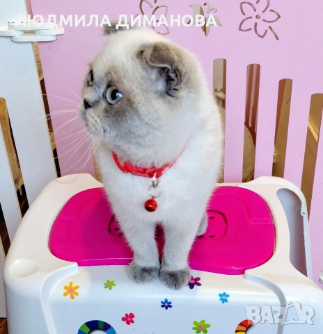 Шотландско момиче със сини очи. , снимка 3 - Британска късокосместа - 53291975