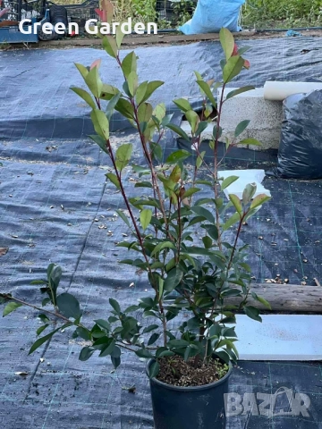 Фотиния Ред Робин 