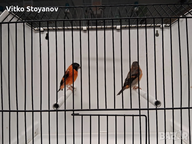 Венецуелски скатии, снимка 6 - Канари - 52944016