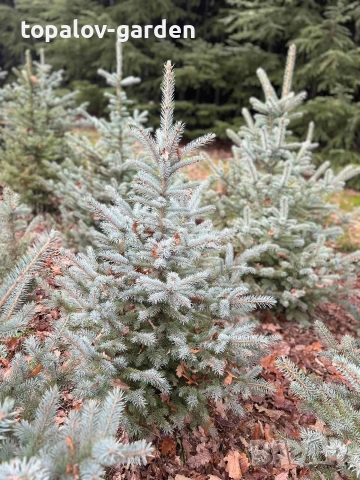 Сребрист Смърч , снимка 8 - Градински цветя и растения - 52665193