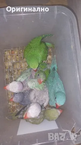 Малък александър , снимка 2 - Папагали - 50427491