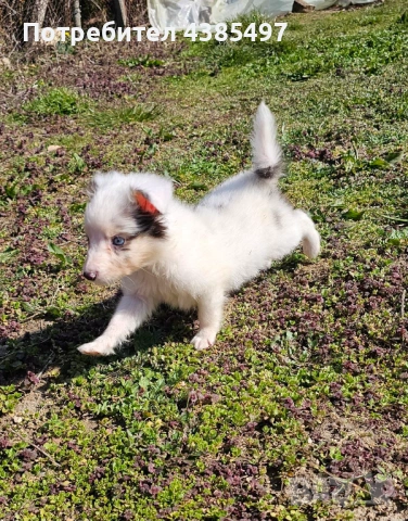 Момче Шелти мини Коли , снимка 2 - Коли - 53650176