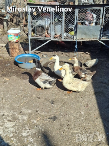 Продавам патици, снимка 7 - Патици и гъски - 53836741
