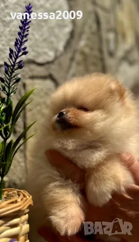 Померани , снимка 8 - Померан - 39236008