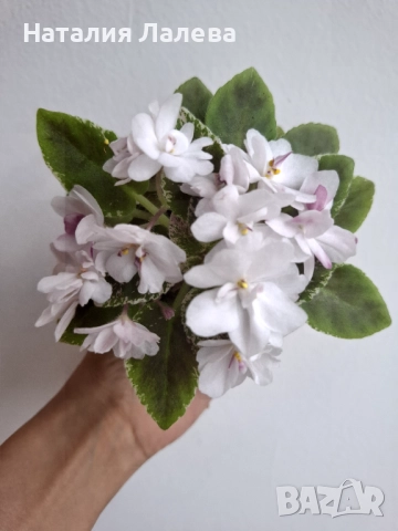 Мини ентполия, молочные реки, снимка 2 - Стайни растения - 52328938