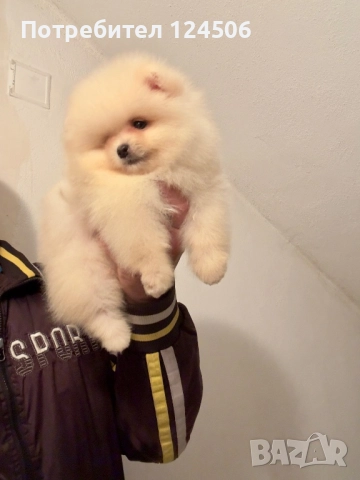 Померан мини померанче, снимка 3 - Померан - 52630770