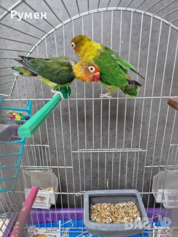Неразделки чифт, снимка 3 - Папагали - 53383549