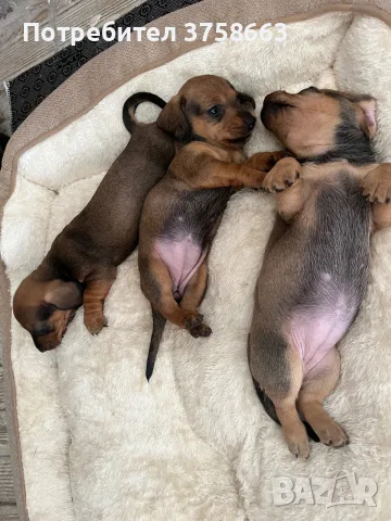 🐾 Породисти дакелчета – 3 женски и 1 мъжко 🐾, снимка 5 - Дакели - 56172298