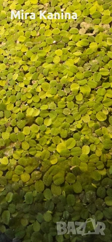 Аквариумно разстение - Salvinia Natans, снимка 2 - Градински цветя и растения - 53623558