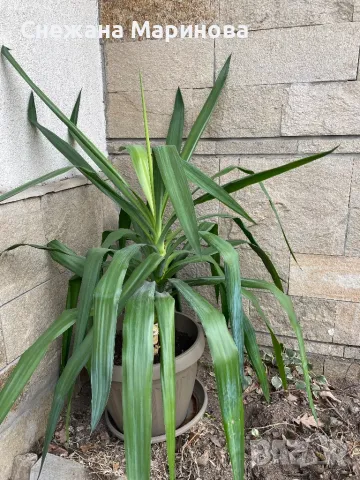 Юка, снимка 2 - Стайни растения - 48547382