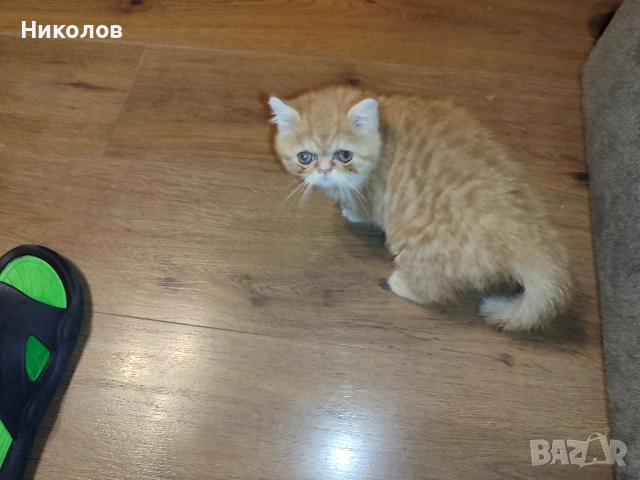 Женска екзотична котка на 6 месеца., снимка 8 - Персийска - 53404088