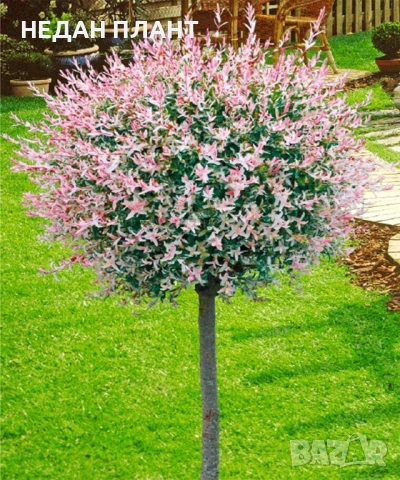 Пъстролистна върба/Salix integra "Hakuro nishiki "