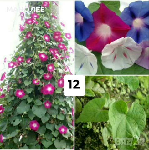 Цветя - 10 НЕЗАСАДЕНИ КОРЕНА В ЕДИН ПАКЕТ /видове по избор/ ЗА 20 ЛВ., снимка 12 - Градински цветя и растения - 51626278