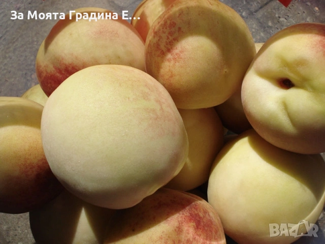 Бяла Нектарина 