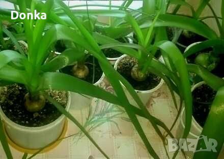 Млади луковици от лечебното растение Индийски лук - лекува всичко, снимка 1 - Стайни растения - 39870733