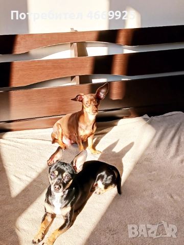 Продавам пинчери, снимка 4 - Пинчер - 52668622