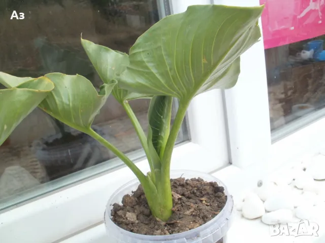 Продавам цветя Кала, снимка 4 - Стайни растения - 48203680