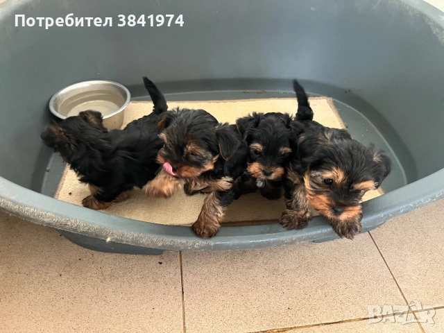 Йоркширски териер, снимка 8 - Йоркширски териер - 52511387