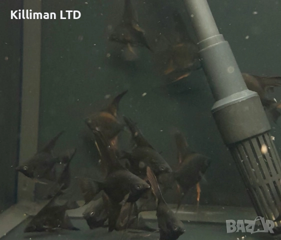 Черна скалария