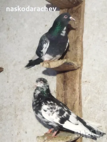 Гълъби на въртене и глас дрезгави различни цветове , снимка 15 - Гълъби - 48636361