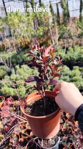  Фотиния Литъл Ред Робин, Photinia fr. Little Red Robin, снимка 5 - Градински цветя и растения - 43806136