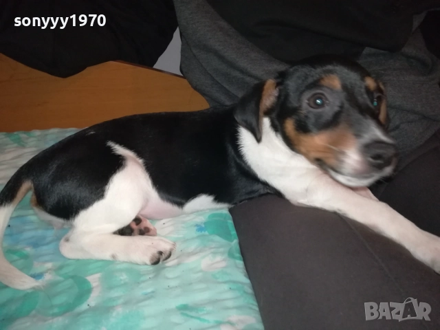 ДЖАК РЪСЕЛ-ЖЕНСКО БЕБЕ ДЖАК 0611250831, снимка 5 - Джак ръсел териер - 52314145