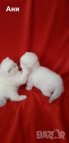 Най,Най Сладките Бебчета.Британски Белички със Сини Очички, снимка 4 - Британска късокосместа - 52529058
