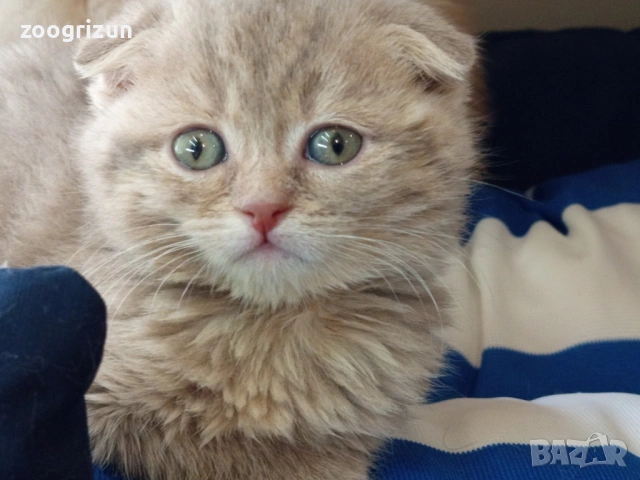 Шотландски клепоухи котенца, снимка 10 - Британска късокосместа - 53632007