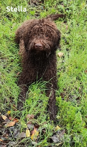 Продавам куче Лагото Романьоло 