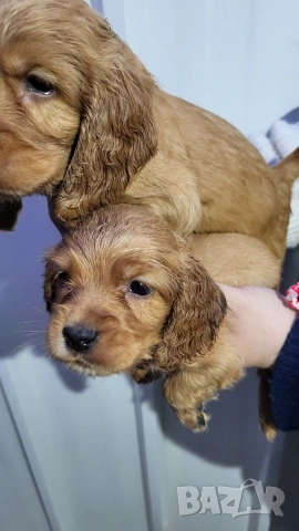 Продавам кокер шпаньоли, снимка 7 - Кокер шпаньол - 53789078