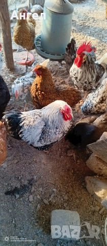 Петлета и Кокошки , снимка 6 - Кокошки и пуйки - 52360079